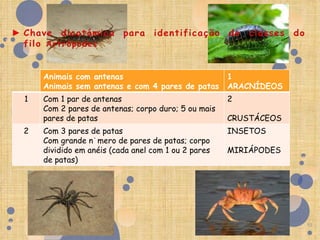 Animais com antenas                             1
    Animais sem antenas e com 4 pares de patas      ARACNÍDEOS
1   Com 1 par de antenas                            2
    Com 2 pares de antenas; corpo duro; 5 ou mais
    pares de patas                                  CRUSTÁCEOS
2   Com 3 pares de patas                            INSETOS
    Com grande número de pares de patas; corpo
    dividido em anéis (cada anel com 1 ou 2 pares   MIRIÁPODES
    de patas)




                                                                 10
 