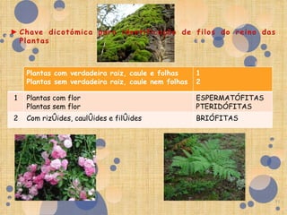 Plantas com verdadeira raiz, caule e folhas     1
    Plantas sem verdadeira raiz, caule nem folhas   2

1   Plantas com flor                                ESPERMATÓFITAS
    Plantas sem flor                                PTERIDÓFITAS
2   Com rizóides, caulóides e filóides              BRIÓFITAS




                                                                     11
 