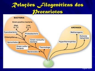 Relações Filogenéticas dos
       Procariotos




                         Figure 10.6
 