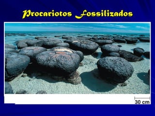 Procariotos Fossilizados
 