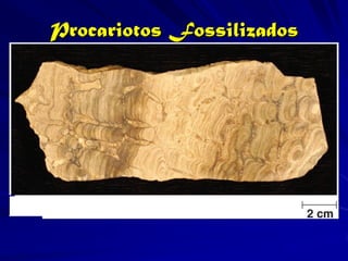 Procariotos Fossilizados
 