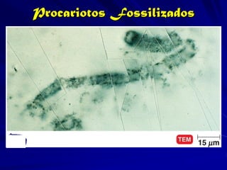 Procariotos Fossilizados
 