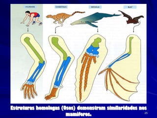 Estruturas homologas (Osos) demonstram similaridades nos
                       mamíferos.                      25
 