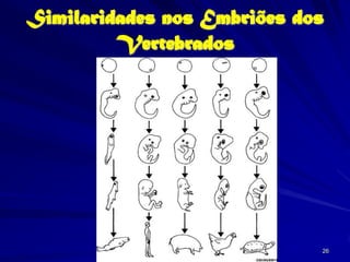 Similaridades nos Embriões dos
         Vertebrados




                             26
 