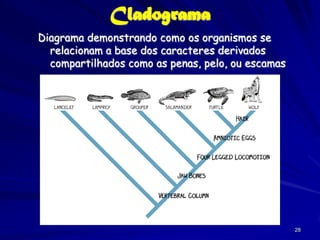 Cladograma
Diagrama demonstrando como os organismos se
  relacionam a base dos caracteres derivados
  compartilhados como as penas, pelo, ou escamas




                                                   28
 