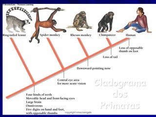 Cladograma
                            dos
copyright cmassengale
                         Primatas29
 