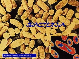 BACTÉRIA




Eschericia coli, uma bactéria     30
 