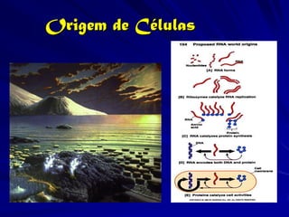 Origem de Células
 