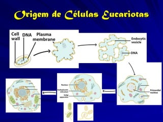 Origem de Células Eucariotas
 