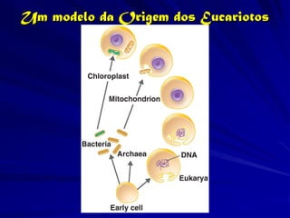 Um modelo da Origem dos Eucariotos
 