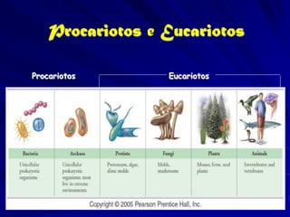 Procariotos e Eucariotos

Procariotos       Eucariotos
 
