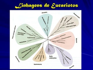 Linhagens de Eucariotos
 