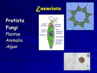 Eucarioto

Protista
Fungi
Plantae
Animalia
Algae
 