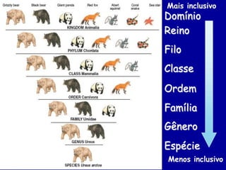 Mais inclusivo
Domínio
Reino
Filo
Classe
Ordem
Família
Gênero
Espécie
Menos inclusivo
           5
 