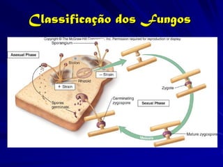 Classificação dos Fungos
 