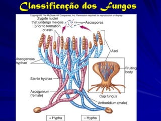 Classificação dos Fungos
 