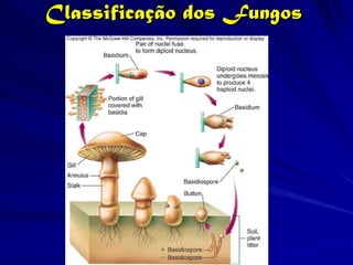 Classificação dos Fungos
 