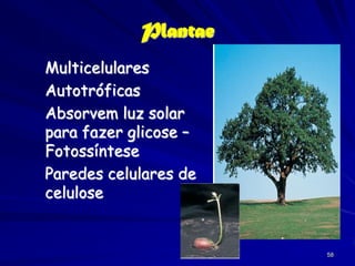 Plantae
Multicelulares
Autotróficas
Absorvem luz solar
para fazer glicose –
Fotossíntese
Paredes celulares de
celulose


                       58
 