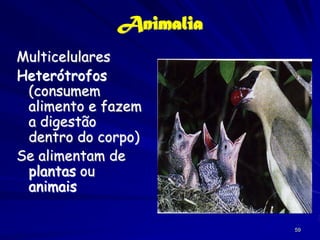 Animalia
Multicelulares
Heterótrofos
 (consumem
 alimento e fazem
 a digestão
 dentro do corpo)
Se alimentam de
 plantas ou
 animais

                        59
 