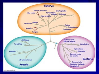 Eukarya
                                Plantas terrestres             Dinoflagelados
                       Alga verde                Foraminífera
                                                        Ciliados    Diátomos
                                          Alga vermelha



                                Amebas
                    Micetazoa
                                                                          Euglena
                                                                                Trypanosomas
                      Animais
                                                                        Leishmania
                                Fungos




                Sulfolobus                                               Bactéria verde
                                                                         Não de enxofre
       Termófilos                                                                               (Mitocôndrio)


                                                                                         Spirochetes
Halófilos                                                                                    Chlamydia
                                                 Anestral
                                                                                    Bactéria verde
                                                Comum de                            de enxofre
                                               Toda a vida                                           Bactéria
             Metanobacterium
                                                                                    Coanobacteéia
             Arqueia                                                             (Plastídios, incluindo
                                                                                 cloroplastos)
 