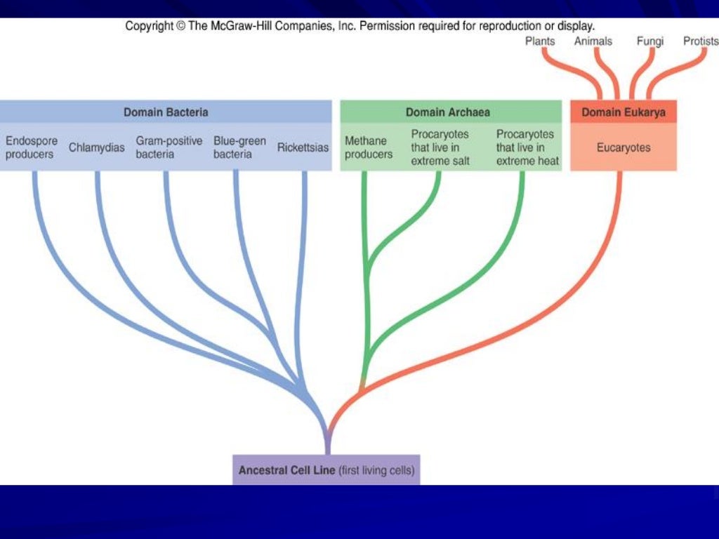 Classificação taxonômica
