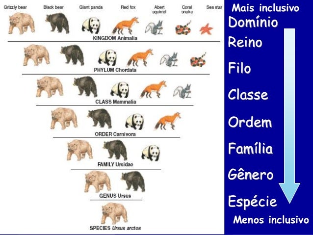 O Que É Taxonomia E Como É Feita A Classificação Biológica – FJUDF