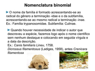 Nomenclatura binomialNomenclatura binomial
O nome da família é formado acrescentando-se ao
radical do gênero a terminação -idae e o da subfamília,
acrescentando-se ao mesmo radical a terminação -inae.
Ex.: Família trypanosomidae. Subfamília: Culinae.
Quando houver necessidade de indicar o autor que
descreveu a espécie, fazemos logo após o nome científico
sem nenhum destaque e colocando em seguida vírgula e
a data da descrição.
Ex.: Canis familiaris Lineu, 1758.
Dicrossus filamentosus (Ladiges, 1958), antes Crenicara
filamentosa
 