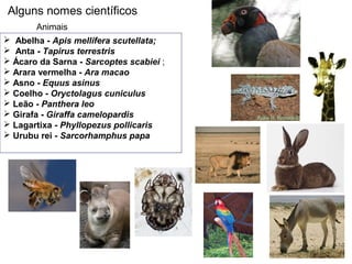 Alguns nomes científicos
 Abelha - Apis mellifera scutellata;
 Anta - Tapirus terrestris
 Ácaro da Sarna - Sarcoptes scabiei ;
 Arara vermelha - Ara macao
 Asno - Equus asinus
 Coelho - Oryctolagus cuniculus
 Leão - Panthera leo
 Girafa - Giraffa camelopardis
 Lagartixa - Phyllopezus pollicaris
 Urubu rei - Sarcorhamphus papa
Animais
 