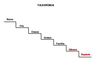 TAXONOMIA
ReinoReino
FiloFilo
ClasseClasse
OrdemOrdem
FamíliaFamília
GêneroGênero
EspécieEspécie
 