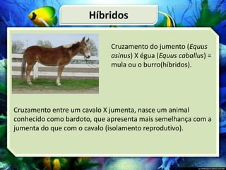 Cruzamento do jumento (Equus
asinus) X égua (Equus caballus) =
mula ou o burro(híbridos).
Cruzamento entre um cavalo X jumenta, nasce um animal
conhecido como bardoto, que apresenta mais semelhança com a
jumenta do que com o cavalo (isolamento reprodutivo).
Híbridos
 