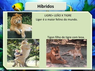 Híbridos
LIGRE= LEÃO X TIGRE
Liger é o maior felino do mundo.
Tigon filho de tigre com leoa.
 