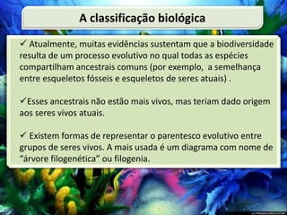  Atualmente, muitas evidências sustentam que a biodiversidade
resulta de um processo evolutivo no qual todas as espécies
compartilham ancestrais comuns (por exemplo, a semelhança
entre esqueletos fósseis e esqueletos de seres atuais) .
Esses ancestrais não estão mais vivos, mas teriam dado origem
aos seres vivos atuais.
 Existem formas de representar o parentesco evolutivo entre
grupos de seres vivos. A mais usada é um diagrama com nome de
“árvore filogenética” ou filogenia.
A classificação biológica
 
