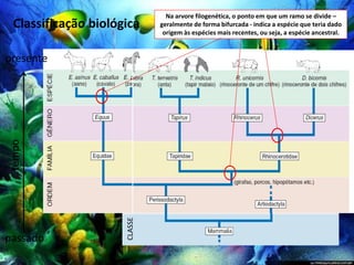 Classificação biológica
CLASSE
Na arvore filogenética, o ponto em que um ramo se divide –
geralmente de forma bifurcada - indica a espécie que teria dado
origem às espécies mais recentes, ou seja, a espécie ancestral.
tempo
passado
presente
 