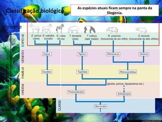 Classificação biológica
CLASSE
As espécies atuais ficam sempre na ponta da
filogenia.
tempo
passado
presente
 