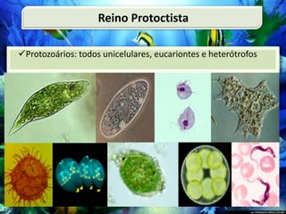 Protozoários: todos unicelulares, eucariontes e heterótrofos
Reino Protoctista
 