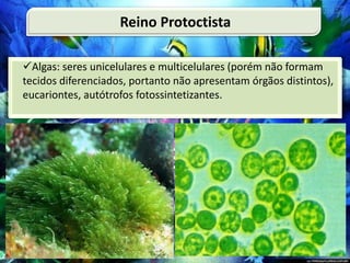 Algas: seres unicelulares e multicelulares (porém não formam
tecidos diferenciados, portanto não apresentam órgãos distintos),
eucariontes, autótrofos fotossintetizantes.
Reino Protoctista
 