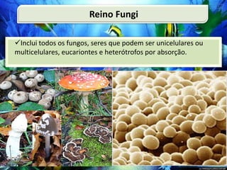 Inclui todos os fungos, seres que podem ser unicelulares ou
multicelulares, eucariontes e heterótrofos por absorção.
Reino Fungi
 