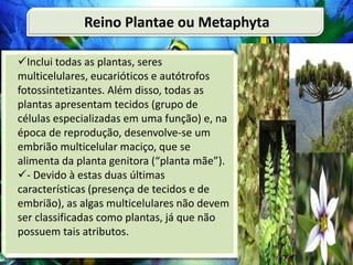 Inclui todas as plantas, seres
multicelulares, eucarióticos e autótrofos
fotossintetizantes. Além disso, todas as
plantas apresentam tecidos (grupo de
células especializadas em uma função) e, na
época de reprodução, desenvolve-se um
embrião multicelular maciço, que se
alimenta da planta genitora (“planta mãe”).
- Devido à estas duas últimas
características (presença de tecidos e de
embrião), as algas multicelulares não devem
ser classificadas como plantas, já que não
possuem tais atributos.
Reino Plantae ou Metaphyta
 