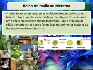 Inclui todos ao animais, seres multicelulares, eucarióticos e
heterótrofos. Uma das características mais típicas dos animais é
um estágio embrionário chamado blástula, uma esfera oca de
células embrionárias que se forma logo nos primeiros estágios do
desenvolvimento embrionário.
Reino Animalia ou Metazoa
 