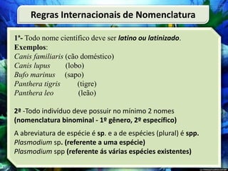 1ª- Todo nome científico deve ser latino ou latinizado.
Exemplos:
Canis familiaris (cão doméstico)
Canis lupus (lobo)
Bufo marinus (sapo)
Panthera tigris (tigre)
Panthera leo (leão)
2ª -Todo indivíduo deve possuir no mínimo 2 nomes
(nomenclatura binominal - 1º gênero, 2º específico)
A abreviatura de espécie é sp. e a de espécies (plural) é spp.
Plasmodium sp. (referente a uma espécie)
Plasmodium spp (referente ás várias espécies existentes)
Regras Internacionais de Nomenclatura
 