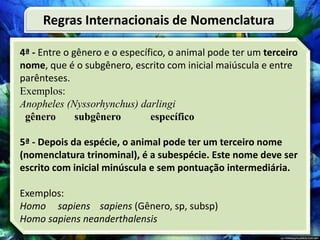 4ª - Entre o gênero e o específico, o animal pode ter um terceiro
nome, que é o subgênero, escrito com inicial maiúscula e entre
parênteses.
Exemplos:
Anopheles (Nyssorhynchus) darlingi
gênero subgênero específico
5ª - Depois da espécie, o animal pode ter um terceiro nome
(nomenclatura trinominal), é a subespécie. Este nome deve ser
escrito com inicial minúscula e sem pontuação intermediária.
Exemplos:
Homo sapiens sapiens (Gênero, sp, subsp)
Homo sapiens neanderthalensis
Regras Internacionais de Nomenclatura
 