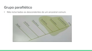 Grupo parafilético
• Não inclui todos os descendentes de um ancestral comum.
 