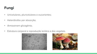 Fungi
• Unicelulares, pluricelulares e eucariontes;
• Heterótrofos por absorção;
• Armazenam glicogênio;
• Estrutura corporal e reprodução lembra a dos vegetais.
 