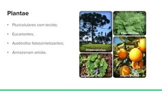 Plantae
• Pluricelulares com tecido;
• Eucariontes;
• Autótrofos fotossintetizantes;
• Armazenam amido.
 