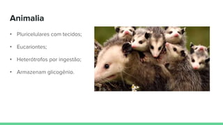 Animalia
• Pluricelulares com tecidos;
• Eucariontes;
• Heterótrofos por ingestão;
• Armazenam glicogênio.
 