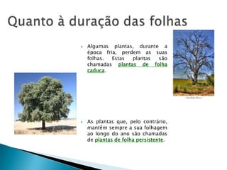 Quanto à duração das folhasAlgumas plantas, durante a época fria, perdem as suas folhas. Estas plantas são chamadas plantas de folha caduca. As plantas que, pelo contrário, mantêm sempre a sua folhagem ao longo do ano são chamadas de plantas de folha persistente.