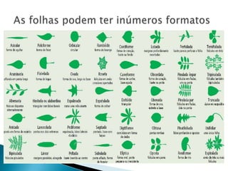 As folhas podem ter inúmeros formatos