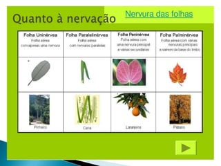 Quanto à nervação