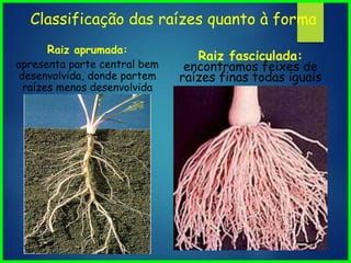 Raiz fasciculada:
encontramos feixes de
raízes finas todas iguais
Classificação das raízes quanto à forma
Raiz aprumada:
apresenta parte central bem
desenvolvida, donde partem
raízes menos desenvolvida