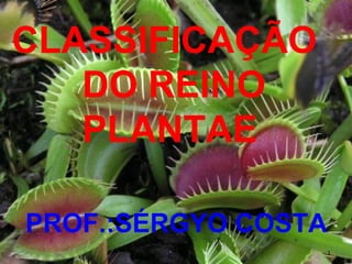 CLASSIFICAÇÃO
   DO REINO
   PLANTAE

PROF.:SÉRGYO COSTA
                 1
 